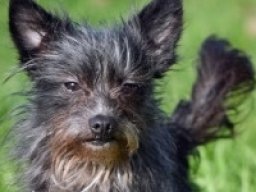skilky_terrier_1_20220611_1266561193